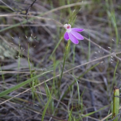 Caladenia carnea (Pink Fingers) at Michelago, NSW - 22 Oct 2014 by Illilanga