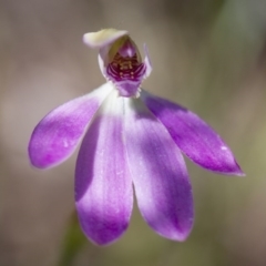 Caladenia carnea at Illilanga & Baroona - 22 Oct 2014