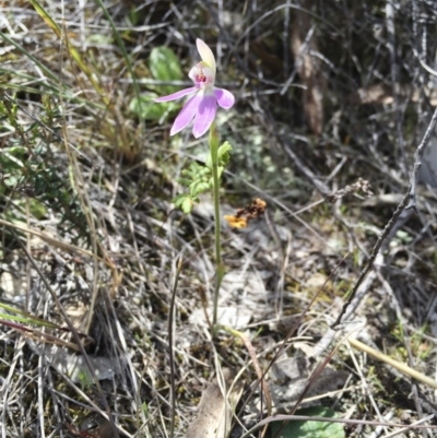 Caladenia carnea (Pink Fingers) at Michelago, NSW - 21 Oct 2016 by Illilanga