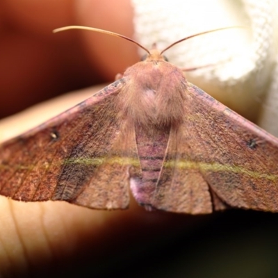 Oenochroma vinaria (Pink-bellied Moth, Hakea Wine Moth) at O'Connor, ACT - 23 Nov 2017 by ibaird