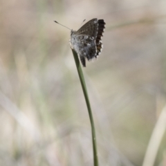 Neolucia agricola at Michelago, NSW - 12 Nov 2017