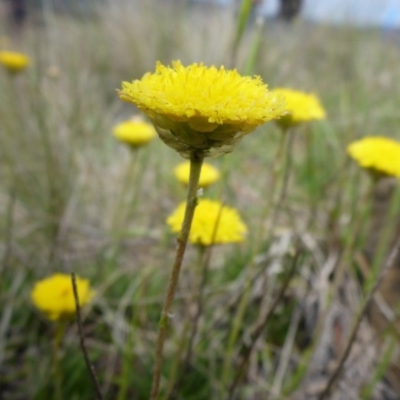 Rutidosis leiolepis (Monaro Golden Daisy) at Polo Flat, NSW - 22 Nov 2017 by JanetRussell