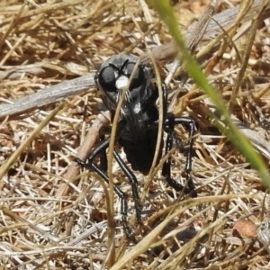 Apothechyla sp. (genus) at Molonglo River Reserve - 24 Nov 2017