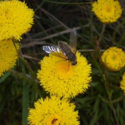 Bombyliidae (family) (Unidentified Bee fly) at Cooma Grasslands Reserves - 23 Nov 2017 by JanetRussell