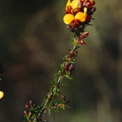 Dillwynia phylicoides (A Parrot-pea) at Theodore, ACT - 25 Sep 2001 by michaelb