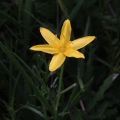 Hypoxis hygrometrica (Golden Weather-grass) at Conder, ACT - 14 Nov 2017 by michaelb