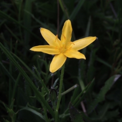 Hypoxis hygrometrica (Golden Weather-grass) at Conder, ACT - 14 Nov 2017 by MichaelBedingfield