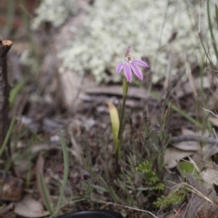 Caladenia carnea (Pink Fingers) at Michelago, NSW - 29 Oct 2016 by Illilanga