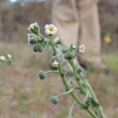 Hackelia suaveolens (Sweet Hounds Tongue) at Conder, ACT - 14 Nov 2017 by MichaelBedingfield