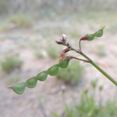 Grona varians (Slender Tick-Trefoil) at Tuggeranong Hill - 14 Nov 2017 by michaelb