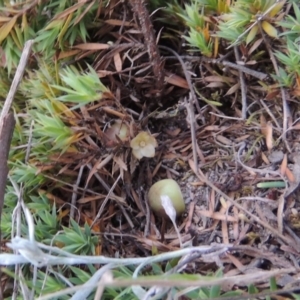 Styphelia humifusum at Conder, ACT - 14 Nov 2017