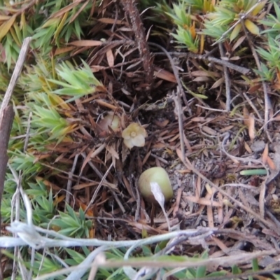 Astroloma humifusum (Cranberry Heath) at Conder, ACT - 14 Nov 2017 by michaelb