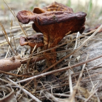 Lentinus arcularius (Fringed Polypore) at Farrer, ACT - 24 Nov 2017 by RangerElle