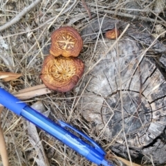 Lentinus arcularius at Farrer, ACT - 24 Nov 2017