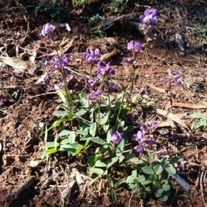 Glycine tabacina at Majura, ACT - 25 Nov 2017 08:57 AM