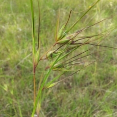 Themeda triandra (Kangaroo Grass) at Kambah, ACT - 24 Nov 2017 by RosemaryRoth