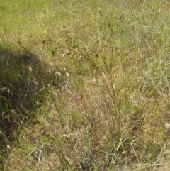 Themeda triandra at Kambah, ACT - 25 Nov 2017