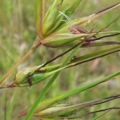 Themeda triandra at Kambah, ACT - 25 Nov 2017