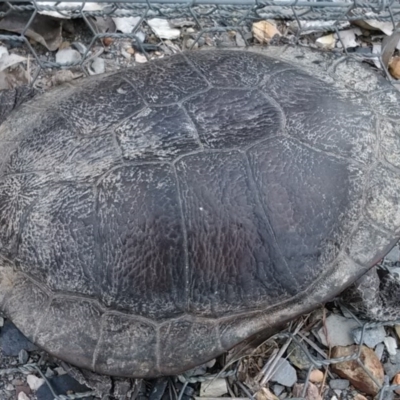 Chelodina longicollis (Eastern Long-necked Turtle) at Gungahlin, ACT - 24 Nov 2017 by cf17