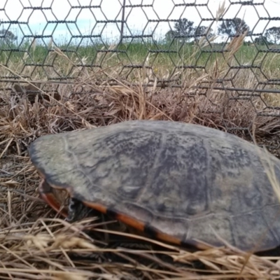 Chelodina longicollis (Eastern Long-necked Turtle) at Gungahlin, ACT - 24 Nov 2017 by cf17