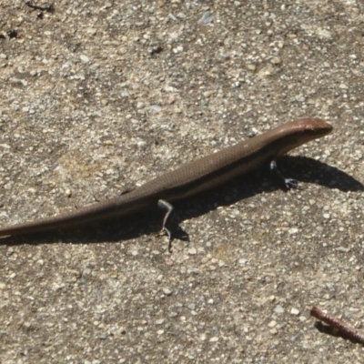 Lampropholis delicata (Delicate Skink) at Flynn, ACT - 25 Nov 2017 by Christine