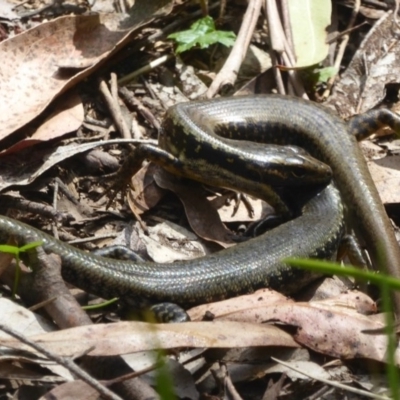 Eulamprus heatwolei (Yellow-bellied Water Skink) at Cotter River, ACT - 23 Nov 2017 by Christine