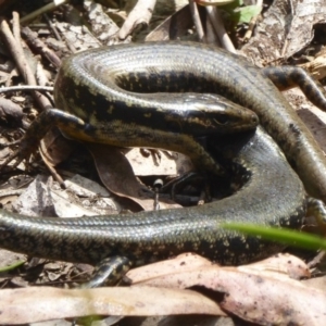 Eulamprus heatwolei at Cotter River, ACT - 24 Nov 2017