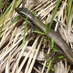 Eulamprus heatwolei at Cotter River, ACT - 24 Nov 2017