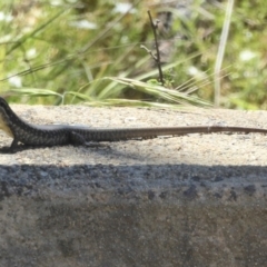 Eulamprus heatwolei (Yellow-bellied Water Skink) at Namadgi National Park - 24 Nov 2017 by Christine