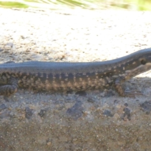 Eulamprus heatwolei at Namadgi National Park - 24 Nov 2017