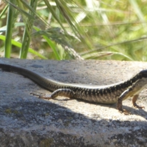 Eulamprus heatwolei at Namadgi National Park - 24 Nov 2017 12:00 AM