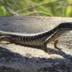 Eulamprus heatwolei at Namadgi National Park - 24 Nov 2017