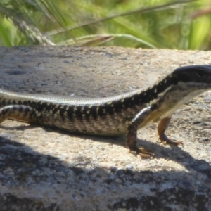 Eulamprus heatwolei at Namadgi National Park - 24 Nov 2017 12:00 AM