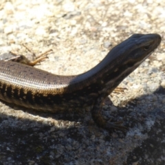 Eulamprus heatwolei at Namadgi National Park - 24 Nov 2017