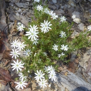 Stellaria pungens at Namadgi National Park - 24 Nov 2017 12:00 AM