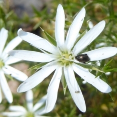 Stellaria pungens at Namadgi National Park - 24 Nov 2017 12:00 AM