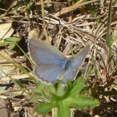 Zizina otis (Common Grass-Blue) at Bendora Reservoir - 24 Nov 2017 by Christine