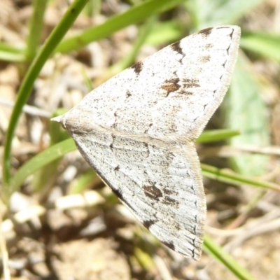 Dichromodes estigmaria (Pale Grey Heath Moth) at Cotter River, ACT - 23 Nov 2017 by Christine
