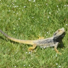 Pogona barbata (Eastern Bearded Dragon) at Acton, ACT - 25 Nov 2017 by Christine