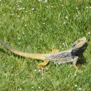 Pogona barbata at Acton, ACT - 25 Nov 2017