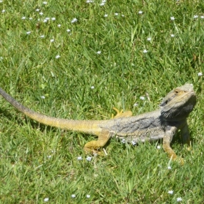 Pogona barbata (Eastern Bearded Dragon) at ANBG - 24 Nov 2017 by Christine