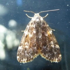 Halone coryphoea (Eastern Halone moth) at Holt, ACT - 21 Nov 2017 by Christine