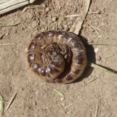 Paradoxosomatidae sp. (family) (Millipede) at Belconnen, ACT - 21 Nov 2017 by Christine