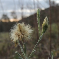 Vittadinia gracilis (New Holland Daisy) at Tuggeranong Hill - 14 Nov 2017 by michaelb