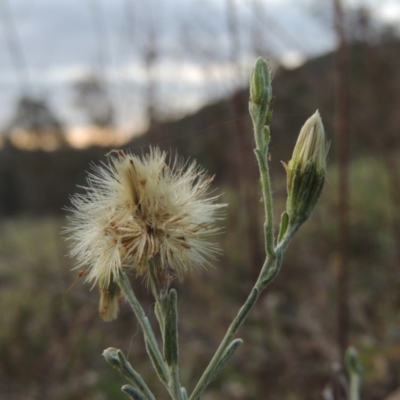 Vittadinia gracilis (New Holland Daisy) at Conder, ACT - 14 Nov 2017 by MichaelBedingfield