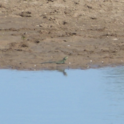 Intellagama lesueurii howittii (Gippsland Water Dragon) at Macgregor, ACT - 21 Nov 2017 by Christine