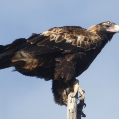 Aquila audax (Wedge-tailed Eagle) at Cotter River, ACT - 24 Nov 2017 by Christine