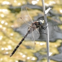 Adversaeschna brevistyla (Blue-spotted Hawker) at Paddys River, ACT - 25 Nov 2017 by JohnBundock