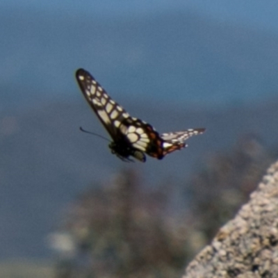 Papilio anactus (Dainty Swallowtail) at Chapman, ACT - 25 Nov 2017 by SWishart