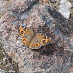 Junonia villida (Meadow Argus) at Kambah, ACT - 24 Nov 2017 by MatthewFrawley